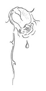 8037-rose-traene-gr